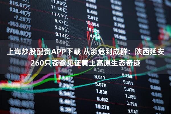 上海炒股配资APP下载 从濒危到成群:陕西延安260只苍鹭见证黄土高原生态奇迹